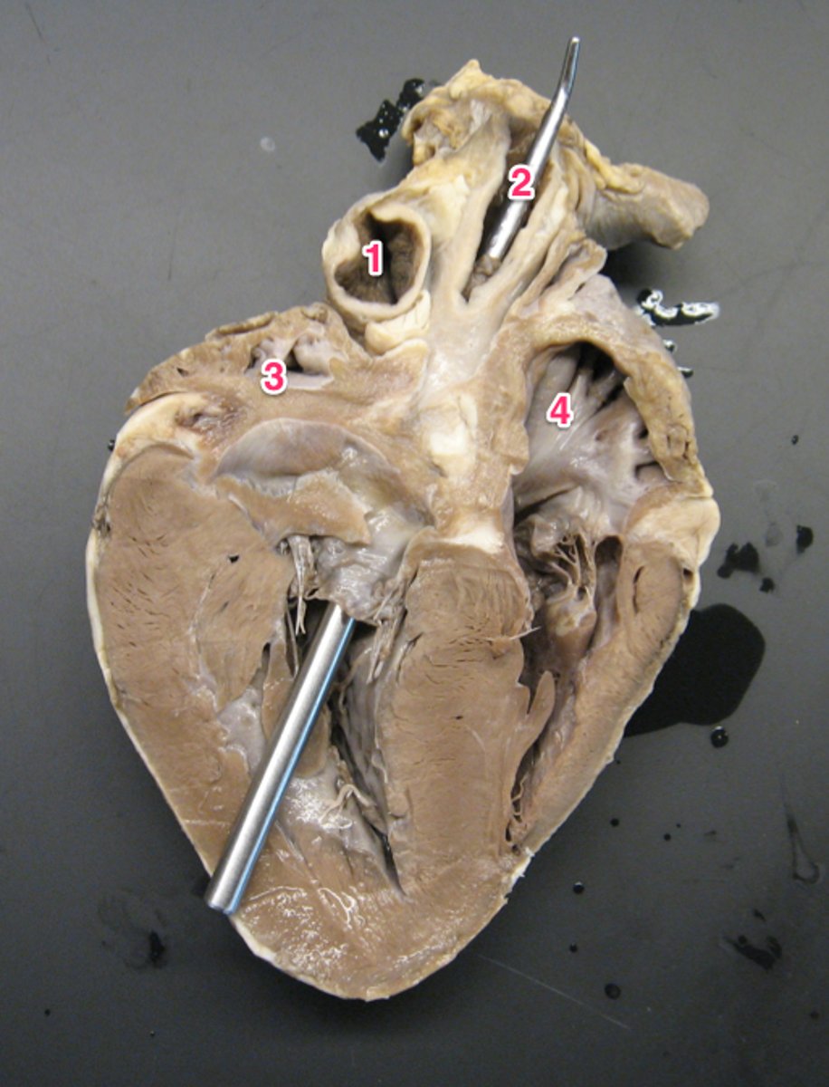 <p>{#1}</p>