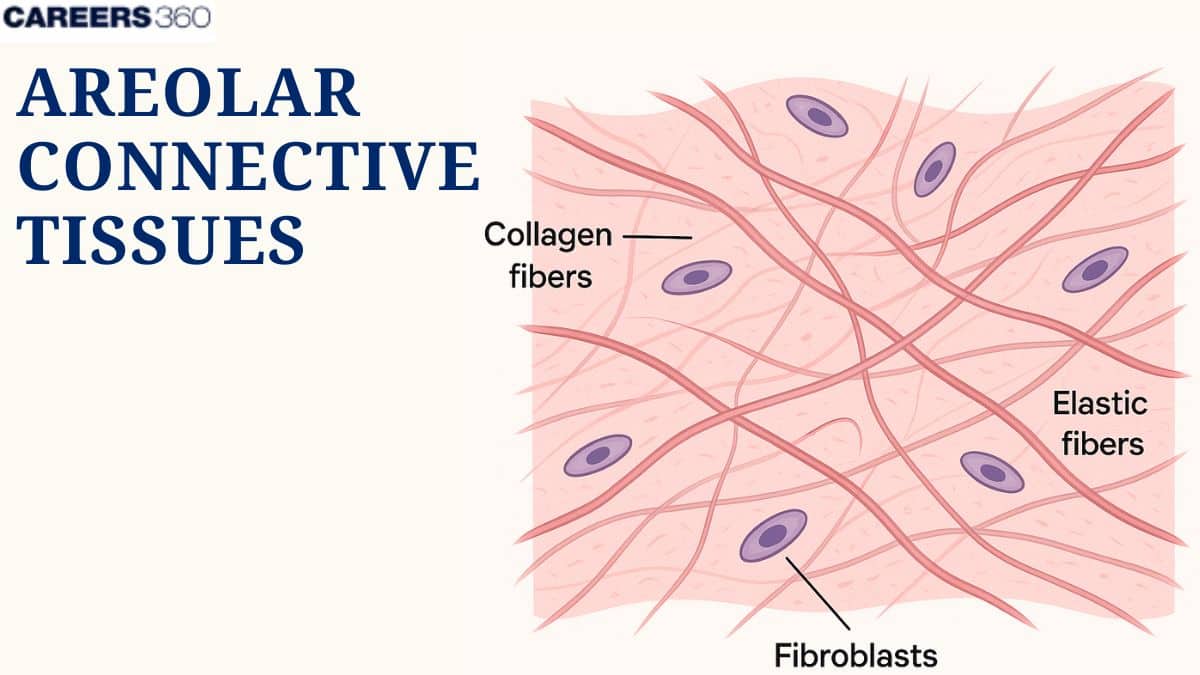 <p>Loose, Predominant cell is the fibroblast</p><p><strong><em>Manufactures the elastic, reticular, and collagenous fibers</em></strong></p><p><strong><em>Surrounds every organ; </em></strong>present in all mucous membranes</p>