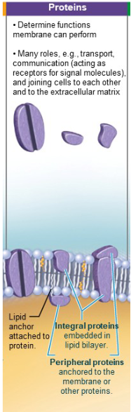 <p>Integral proteins and peripheral proteins.</p>