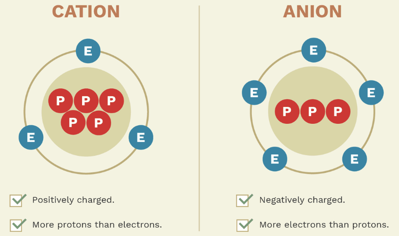 <ul><li><p>a <strong>charged</strong> atom that has either <strong>gained</strong> or <strong>lost</strong> an electron </p></li></ul><p></p>