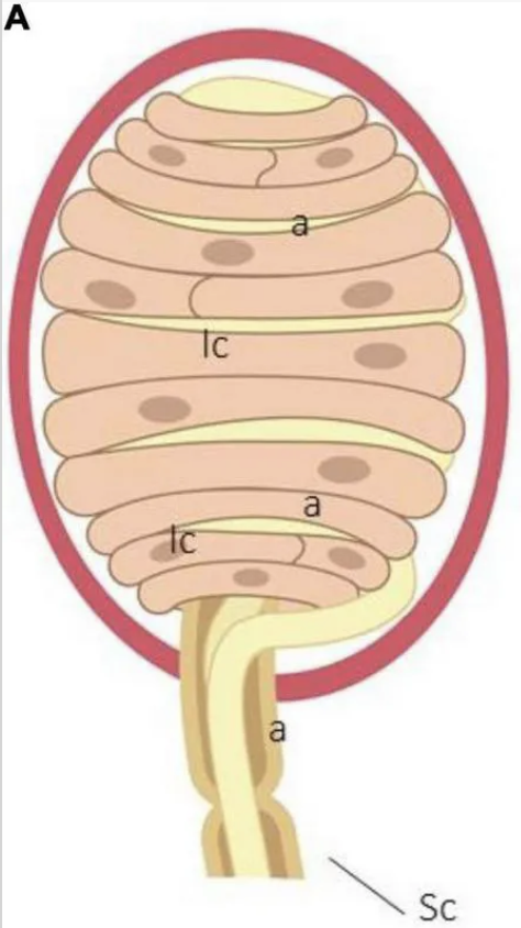 <p>Looks like a beehive</p><p>Changing light pressure displaces disc, movement allows influx of Na<sup>+</sup></p><ul><li><p>located in papillary dermis</p></li><li><p>only mechanoreceptor to be absent in hairy skin (only works in glabrous skin)</p></li></ul><p></p>