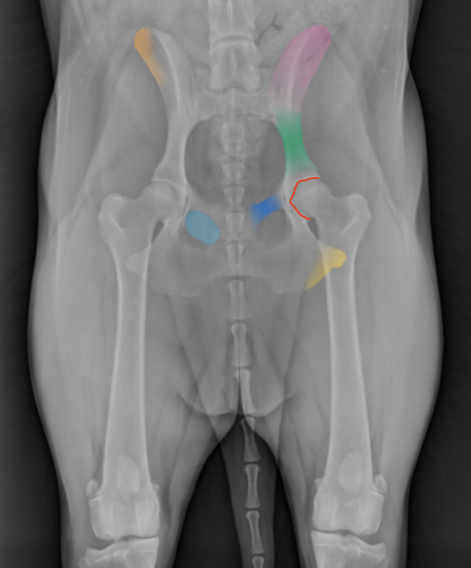 <p>(Ca.) Hindlimb: Describe Structures of the Pelvis</p>