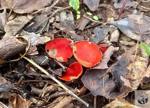 <p>What fungus is this and what tree would you find it near? </p>