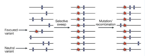<p>Selective Sweeps</p>