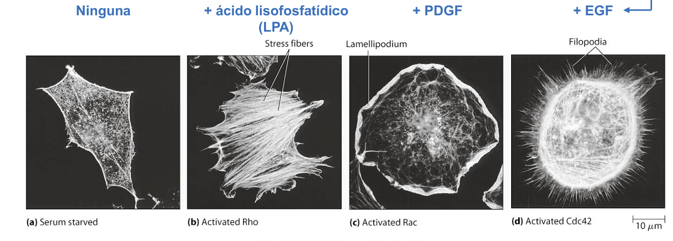 <ul><li><p><span><strong>Fosfolípidos de inositol (</strong></span><span style="line-height: 1.15;"><strong>PIP<sub>2</sub></strong></span><span><strong>):</strong> Abundantes en balsas lipídicas (<em>lipid rafts</em>); ejercen <strong>regulación mediante unión directa</strong> con ABPs (ej. forminas)</span></p></li><li><p><span><strong>Proteínas G monoméricas de la familia Rho (Rac, Rho, Cdc42):</strong> Ejercen <strong>regulación indirecta</strong> a través de cascadas intracelulares de transducción de señales</span></p></li></ul><p></p>