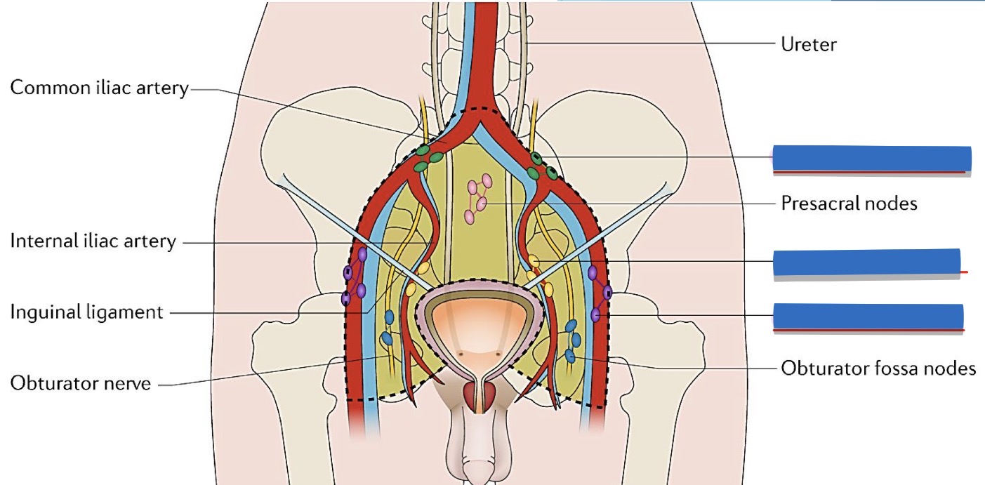 <p>name the lymph nodes</p>