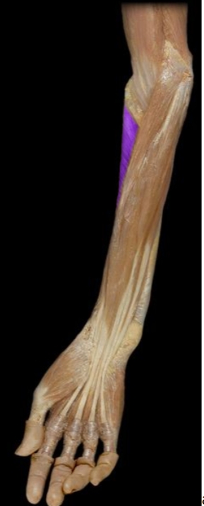 <p> deep under the superficial skin and muscles of the upper forearm, supination</p>
