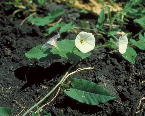 <p>Identify the weed</p>