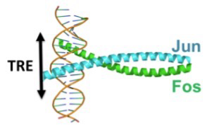 <p><strong>Activating Protein-1</strong></p>