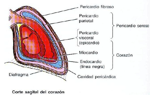 <ul><li><p>Fibroso: Superficial, desno, poco elástico, resistente </p></li><li><p>Seroso: Profundo delgado, delicado </p></li><li><p>Capa parietal externa</p></li><li><p>Capa visceral interna : epicardio </p></li><li><p>liquido pericárdico </p></li></ul><p></p>