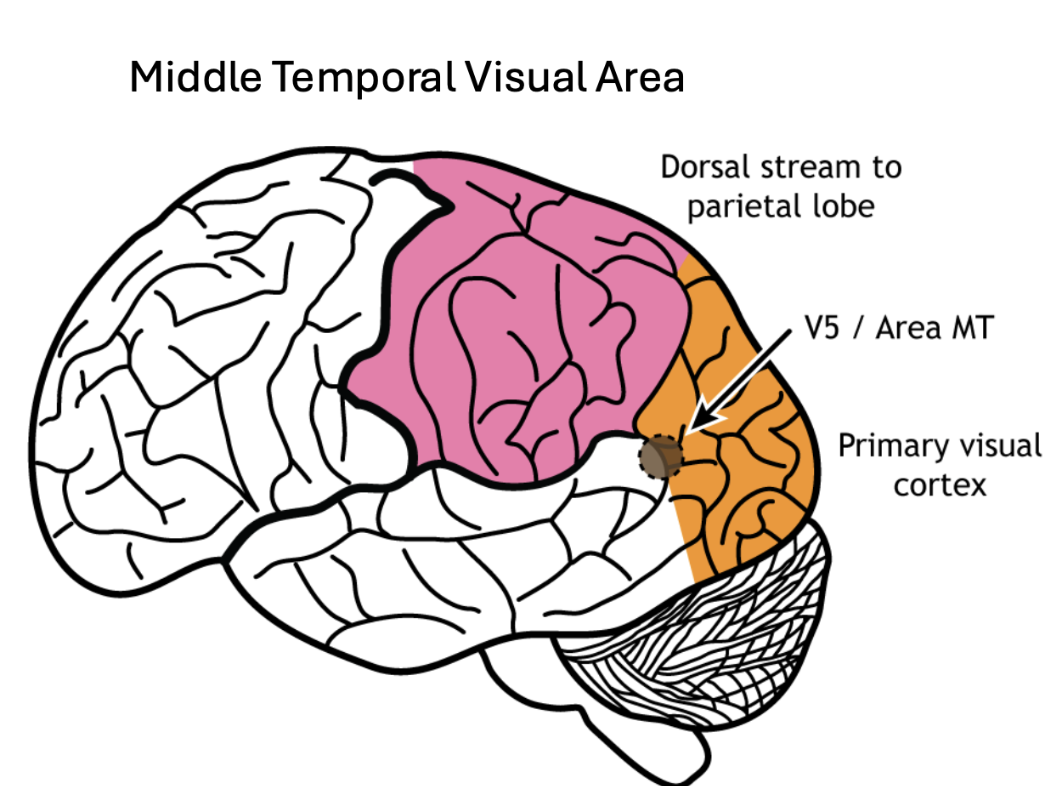 <p>Neurons respond directly to the direction and speed of motion; recieves input from V1 and direct subcortical routes</p><ul><li><p>important for survival: predators, prey, social signals, catching objects</p></li></ul><p></p>