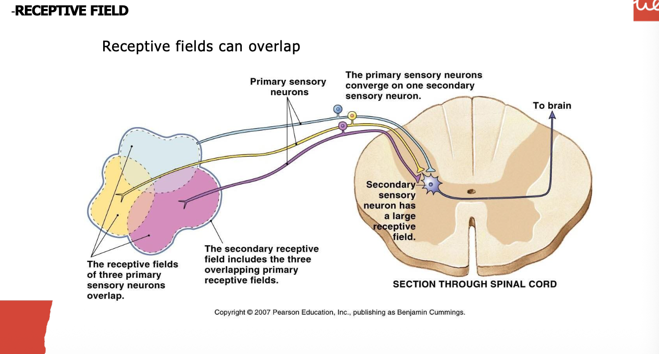 <ol><li><p>areas of the body that when stimulated activate the 1st order sensory neuron</p></li><li><p>individual receptive fields in close proximity can merge into a single large secondary receptive field </p></li><li><p>small receptive fields are found in more sensitive areas and secondary receptive fields are much smaller when there is less convergence </p></li><li><p>the diameter of the primary receptive field determines the sensitivity and ability of spatial discrimination; smaller receptive fields = higher densitiy of receptors= greater discrimination</p></li><li><p>lateral inhibition- increased stimulus precision through the inhibiton of neighbouring fields which focuses stimulation on the receptors found in the center of the field increasing the resolution and enhancing perception of the stimulus (used to sharpen the signal) </p></li><li><p>receptive fields in the finger overlap but info in the cortex is segregated</p></li></ol><p></p>