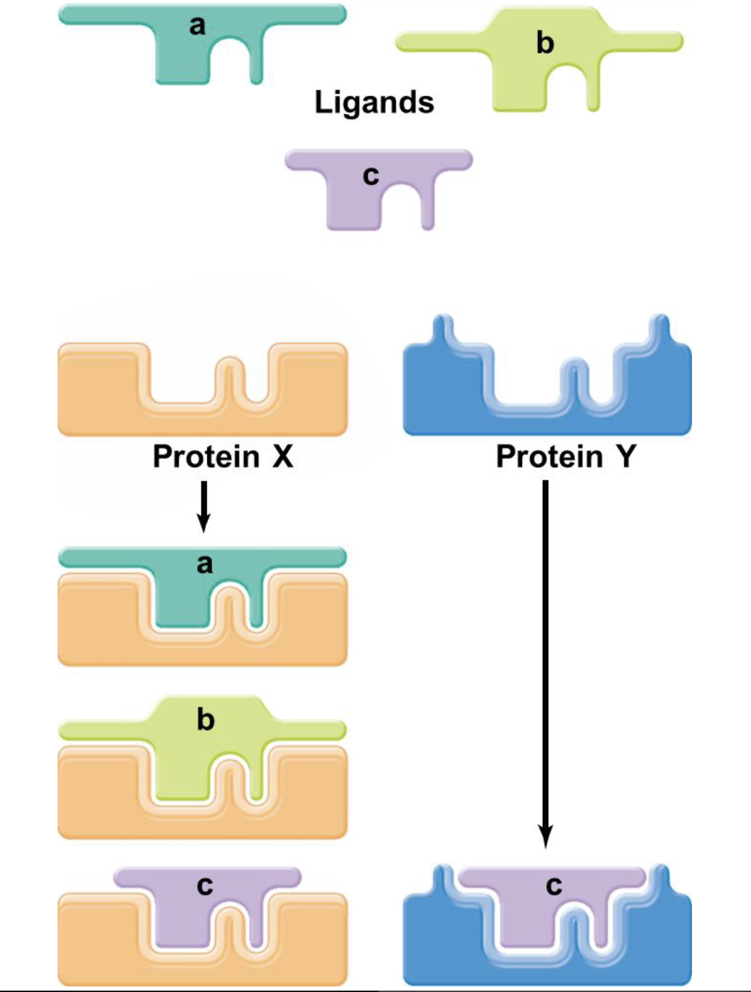 <ul><li><p>Different ligands compete with one another for the same binding sites </p></li><li><p>Some ligands are inhibiters that stop a reaction from happening at all </p></li></ul><p></p>