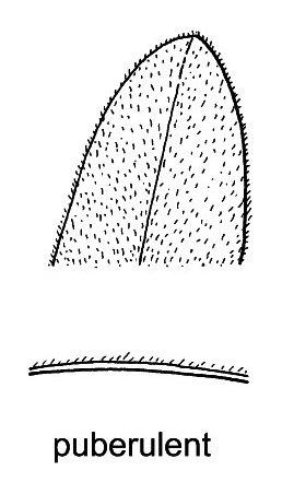 <p><mark data-color="#ffffff" style="background-color: rgb(255, 255, 255); color: inherit;">covered with very short, fine, soft, and slightly erect hairs</mark>; minutely or finely pubescent—feeling slightly downy or fuzzy to the touch rather than densely woolly or completely smooth</p>