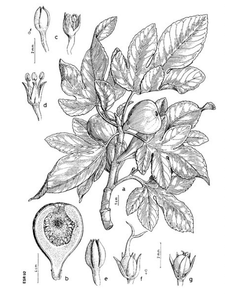 <p>Figuier commun</p><p>Ficus carica</p><p>MORACEE</p>