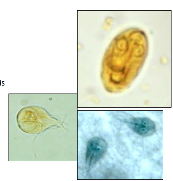<p>Identifique a doença e as formas de vida</p>