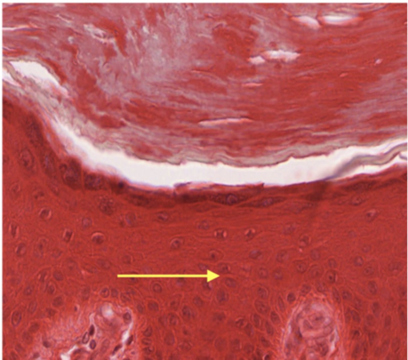 <p>Identify the specific layer</p>