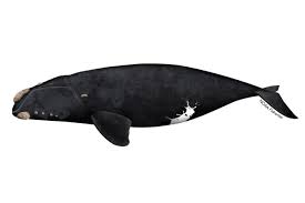 <p>North Pacific Right whale</p>