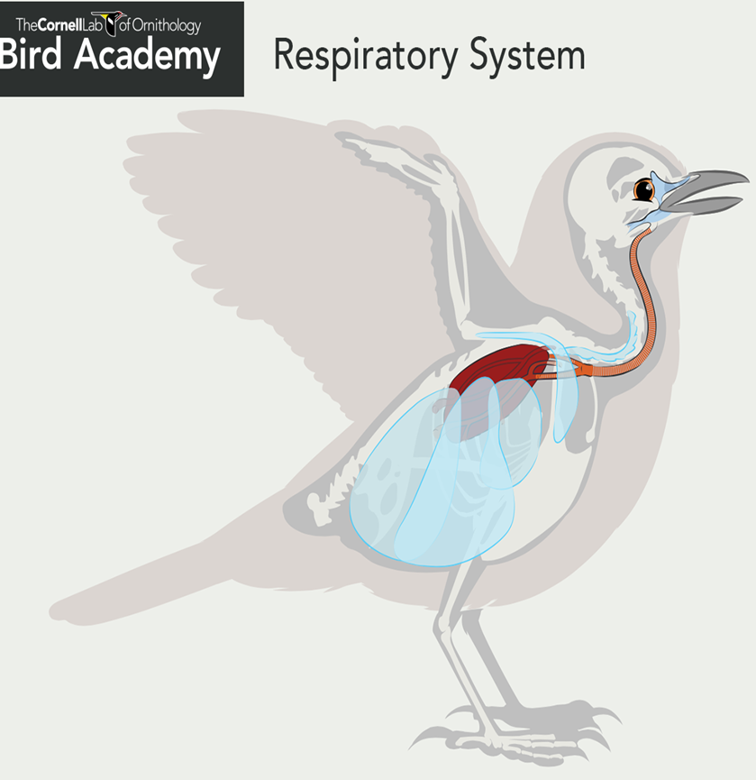 <p>Avian respiratory system</p>