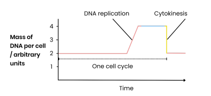 <ul><li><p class="ds-markdown-paragraph">Mitosis, where the nucleus divides to produce 2 nuclei with identical copies of DNA from the parent cell.<br></p></li></ul><p></p>