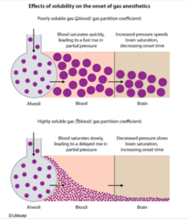 <p>Reached when the partial pressure of the anesthetic is the same in each phase (CNS, blood, & alveoli)</p>