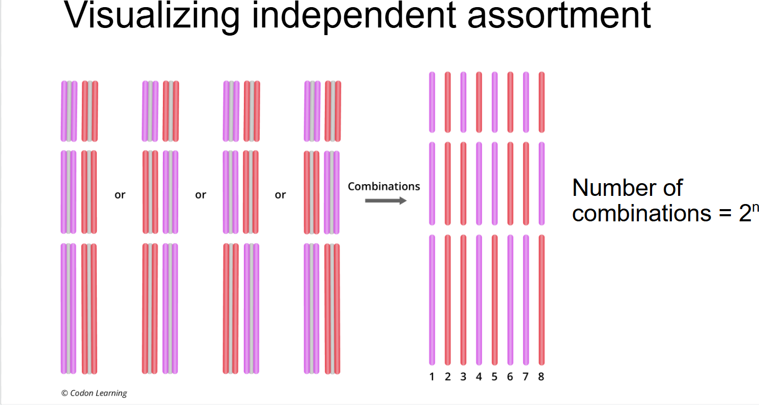 <p>indepedent assortment </p>