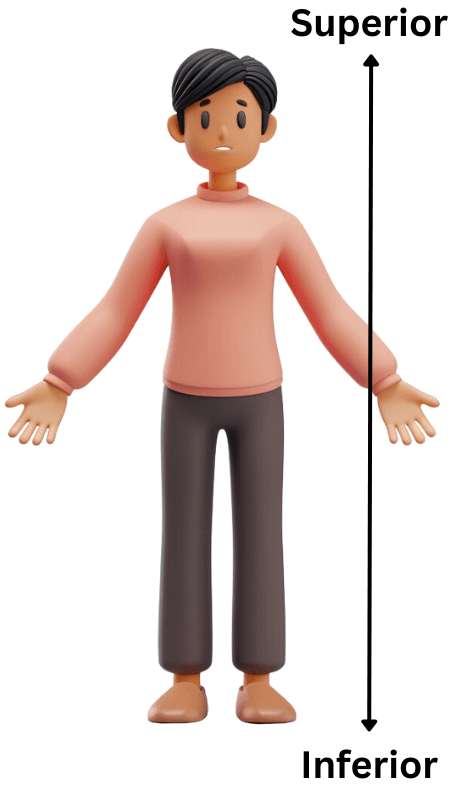 <p>Superior: Toward the head/upper part</p><p>Inferior: Away from the head/toward lower part</p>