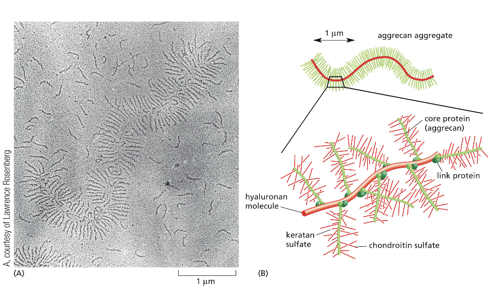 <p>Individual Proteoglycans and a proteoglycan aggregate along a single hyaluronate molecule</p>