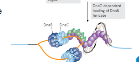 <p>_________ and additional proteins are added to both DnaB helicases since a pre-existing single stranded DNA  and primer is now available ( which is required for this enzyme) </p>