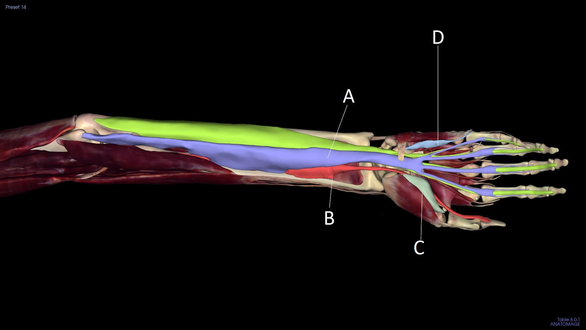 <p>C</p>