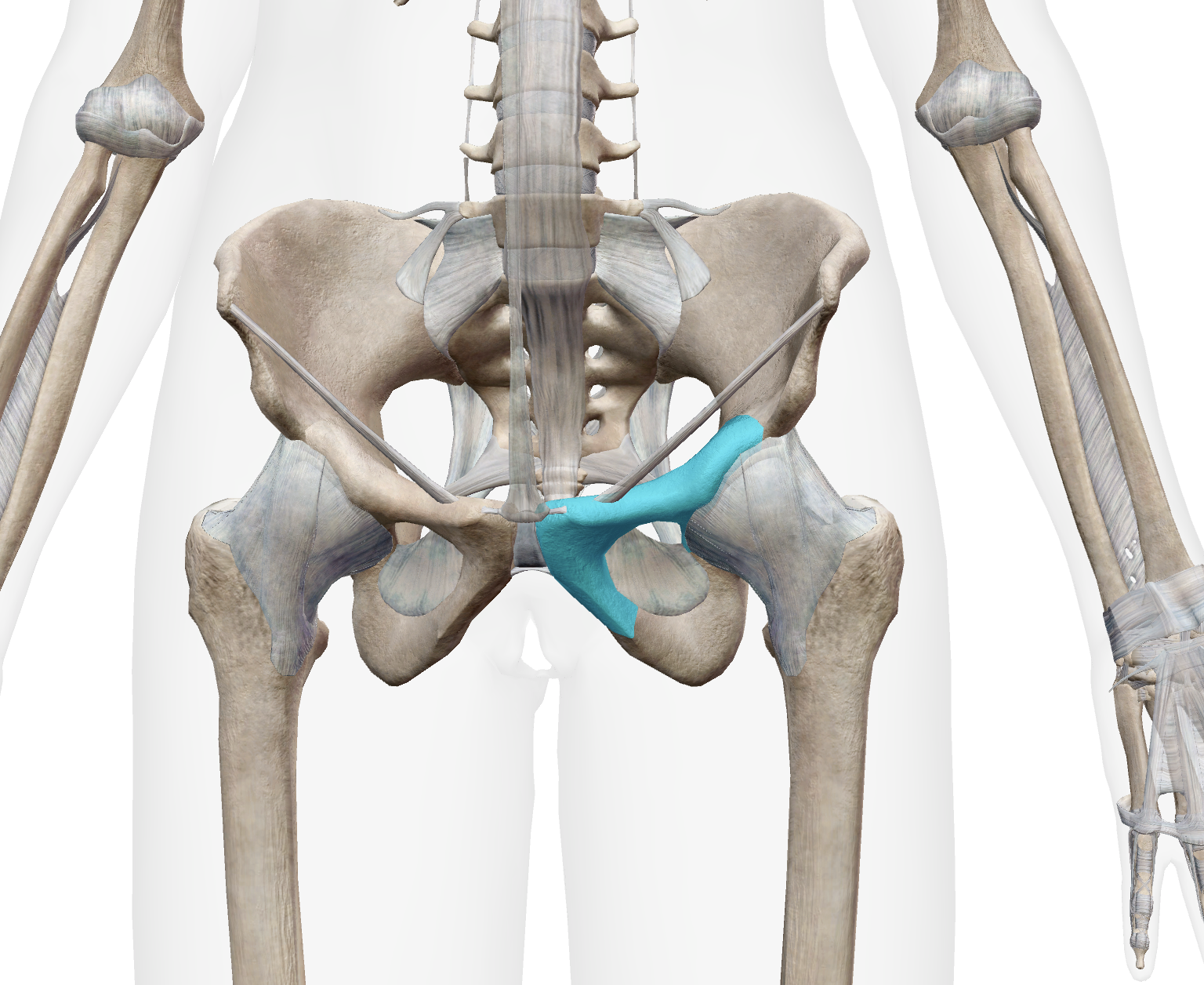 <p>What bone is this</p>