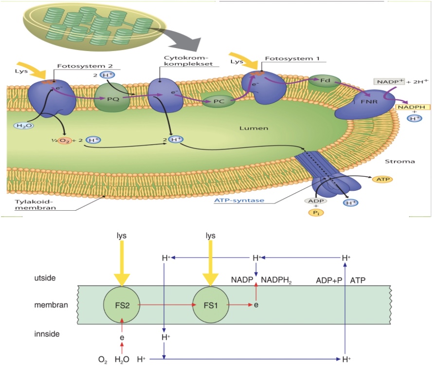 <ul><li><p>Foregår i <strong>tykloidmembranen</strong> i kloroplaster</p></li><li><p>Prosessen er <strong>helt lik</strong> i alle prosesser</p></li><li><p><strong>Hovedmål</strong>: Å omdanne solenergi til kjemisk energi i form av ATP og NADPH.</p><ul><li><p>Disse fungerer som energibærere og brukes videre i syntesedelen til å bygge glukose. Uten fotodelen ville planten ikke hatt energi til å lage sukker.</p></li></ul></li><li><p>Prosessen er <strong>lysavhengig</strong>, uten lys så stopper prosessen, da skjer dette:</p><ul><li><p>Elektroner eksiteres ikke → <u>danner ikke elektroner</u> → <u>danner ikke protongradient</u> → <u>danner ikke protoner </u></p></li><li><p>Vann spaltes ikke → <u>danner ikke O2 </u></p></li></ul></li></ul><p></p><p>Fotosystem 2:</p><ul><li><p>Bruker sollys til å<u> danne elektroner, protoner og oksygen</u></p></li><li><p>Transporterer aktivt protoner inn → <u>danner ATP</u></p></li></ul><p></p><ol><li><p><strong>Fotosystem 2</strong> (FS 2) inneholder <strong>antennekomplekser</strong> som inneholder pigmentet <strong>klorofyll</strong>, og når det mottar nok solenergi (blått/rødt) så vil et <strong>elektron eksiteres</strong>, og sends gjennom <strong>elektronstransportkjeden</strong>.</p></li><li><p><strong>Protoner</strong> (H+) blir aktivt tranportert fra stroma inn til <strong>lumen</strong> gjennom membranproteinene pga. vandringen av elektroner i membranen</p></li><li><p>Elektronet fra FS 2 vandrer mot<strong> fotosystem 1</strong> (FS 1)</p></li></ol><p></p><ol start="4"><li><p>For å erstatte elektronet fra FS 2, så blir H2O spaltet:</p></li></ol><ul><li><p><strong><u>H2O</u> → <u>O2</u> + <u>H+</u> + e-</strong></p></li></ul><ol start="5"><li><p>Elektronet fra H2O erstatter elektronet fra FS 2</p></li><li><p>Det dannes <strong>O2 som biprodukt </strong>i fotosyntesen</p></li></ol><p></p><ol start="7"><li><p>Det dannes en protongradient over membranen ved at protoner både blir aktivt transport inn i lumen gjennom elektrontransportkjeden og ved at vann spaltes og frigjør direkte protoner.</p></li><li><p><strong>ATP-syntasen</strong> (enzym) transporterer passivt protoner ut i stroma for å jevne ut protongradienten og danner ATP:</p></li></ol><ul><li><p>Protonene bidrar til å binde sammen ADP og et fritt fosfat for å<strong> danne ATP</strong>, siden det krever energi:</p><ul><li><p><strong>ADP + P → <u>ATP</u></strong></p></li></ul></li></ul><p></p><p>Fotosystem 1:</p><ul><li><p>Bruker sollys til å lage energibæreren NADPH</p></li></ul><p></p><ol><li><p><strong>Fotosystem 1</strong> (FS 1) inneholder <strong>antennekomplekser</strong> som inneholder pigmentet <strong>klorofyll</strong>, og når det mottar nok solenergi (blått/rødt) så vil et <strong>elektron eksiteres</strong>, men elektronet fra FS 2 erstatter dette eksiterte elektronet</p></li><li><p>Elektronet fra FS 1 vandrer videre, og til slutt så brukes elektronet for å danne energibæreren <strong><u>NADPH</u></strong>:</p></li></ol><ul><li><p><strong>NADP+ + 2H+ → <u>NADPH</u> + H+</strong></p></li></ul><p></p><p>Så langt:</p><ul><li><p>Brukt:</p><ul><li><p>Sollys</p></li><li><p>Vann (H2O)</p></li></ul></li><li><p>Dannet:</p><ul><li><p>ATP</p></li><li><p>NADPH</p></li><li><p>Oksygen (O2)</p></li></ul></li></ul><p>→ Oksygen blir sluppet ut, mens <strong>ATP</strong> og <strong>NADPH</strong> går videre til syntesedelen for å bli brukt til å danne glukose</p><p></p>
