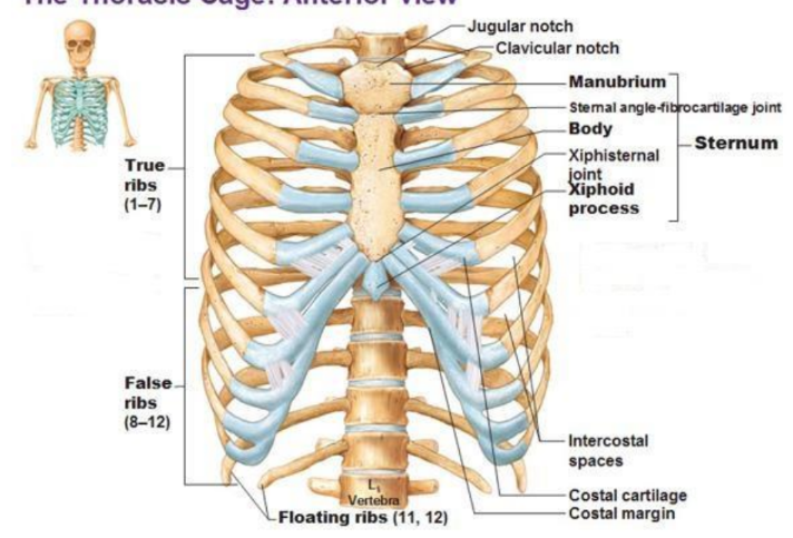 <ul><li><p>ribs 8-10</p></li><li><p>attatch to sternum indirectly via cartilage to the rib superior to it</p></li></ul><p></p>