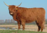 <p>welk type koe is dit</p>