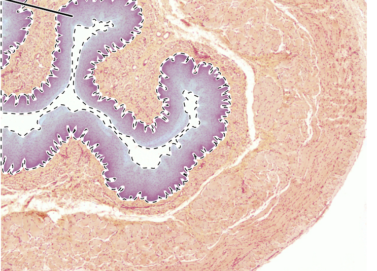 knowt flashcard image