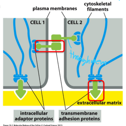 <ul><li><p>Transmembrane adhesion proteins (cadherins for cell-cell, integrins for cell-ECM</p></li><li><p>Intracellular adaptor proteins</p></li><li><p>Cytoskeleton</p></li></ul><p></p>