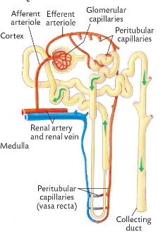 <p>Each nephron has a vascular component:</p><p>• (Renal artery).</p><p>• <strong>Afferent </strong>arteriole.</p><p>• Glomerular Capillaries.</p><p>• <strong>Efferent </strong>arteriole.</p><p>• Peritubular capillaries (<strong>Vasa Recta</strong>).</p><p>• (Renal vein).</p><p></p><p>Each nephron has a tubular component:</p><p>• Bowman’s Capsule.</p><p>• Proximal Convoluted Tubule.</p><p>• Distal Convoluted Tubule.</p><p>• Collecting Duct.</p>