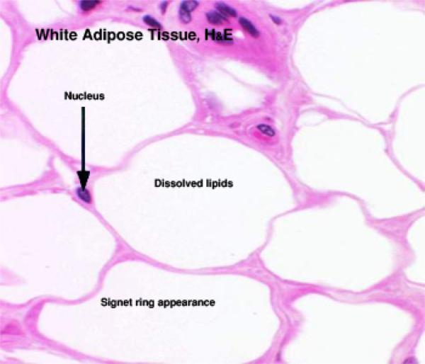 <p>a) What type of tissue is shown in the image</p><p>b) Describe its function</p>
