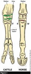 <p>MC2 (splint bone). MC3 is the cannon bone. MC4 (splint bone). Splint bones have buttons 3/4 of the way down the cannon bone. The proximodorsal surface of MC3 has a bump called the metacarpal tuberosity</p>