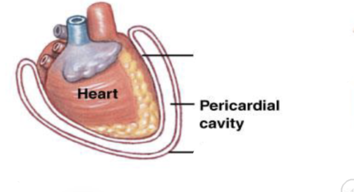 <p>pericardial cavity</p>
