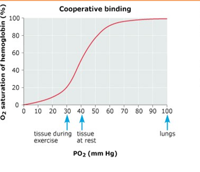 <p>what is the main difference between cooperative and non cooperative binding</p>