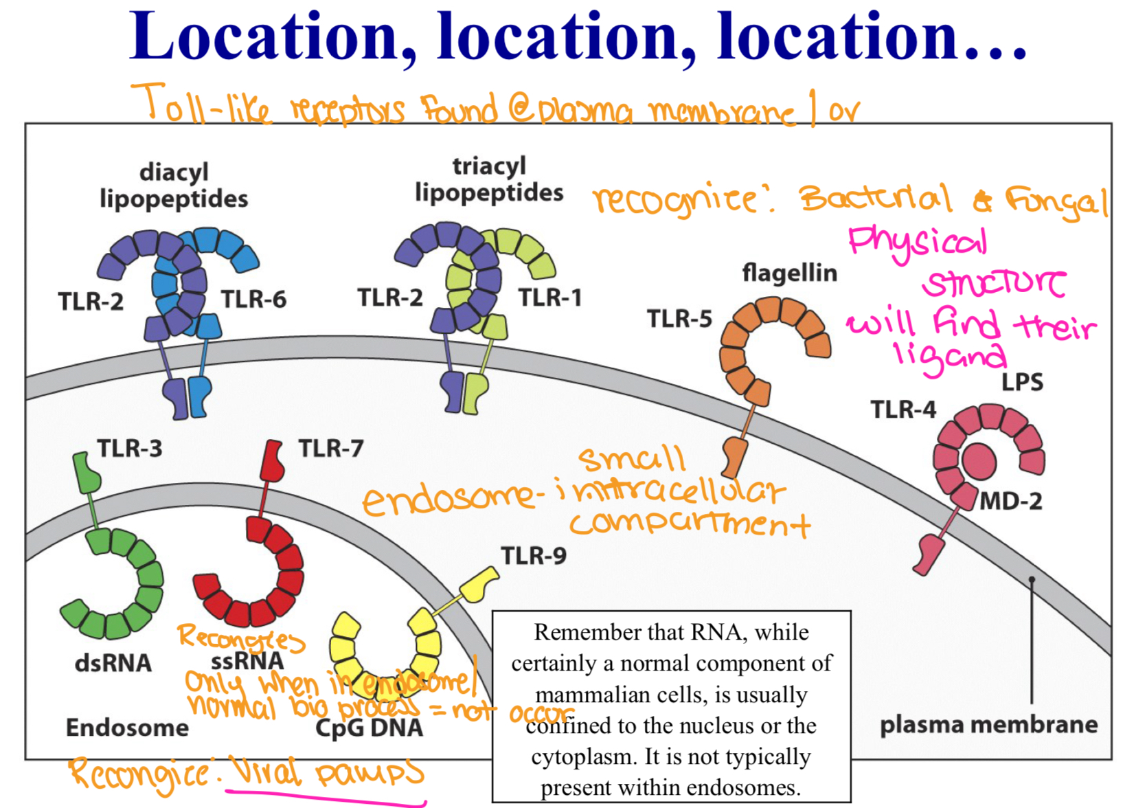<p>Remember that RNA, while certainly a normal component of mammalian cells, is usually confined to the nucleus or the cytoplasm. It is not typically present within endosomes.</p><p>TLR - Recognize - bacterial and fungal (physical structure will find their ligand) </p><p>endosome - small intraellular compartment, recognizes only when in endosome/normal bio process = do not occur </p><p>Recognize - viral pamps </p>