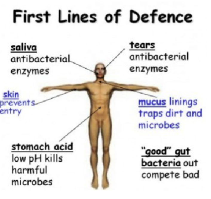<p><span style="background-color: transparent;">These are the “surface barriers”. They are effective, but can be breached.</span></p><p><span style="background-color: transparent;"><u>Acid</u></span></p><ul><li><p><span style="background-color: transparent;">Skin acidity</span></p></li><li><p><span style="background-color: transparent;">Vaginal secretions</span></p></li><li><p><span style="background-color: transparent;">Stomach acid</span></p></li></ul><p><span style="background-color: transparent;"><u>Enzymes</u></span></p><p><span style="background-color: transparent;">Lysozyme (an antimicrobial enzyme) in:</span></p><ul><li><p><span style="background-color: transparent;">Saliva</span></p></li><li><p><span style="background-color: transparent;">Respiratory mucus</span></p></li><li><p><span style="background-color: transparent;">Tears</span></p></li></ul><p><span style="background-color: transparent;">Protein-digesting enzymes in stomach</span></p><p><span style="background-color: transparent;"><u>Mucus</u></span></p><ul><li><p><span style="background-color: transparent;">Traps microorganisms in respiratory and digestive tracts</span></p></li></ul><p><span style="background-color: transparent;"><u>Defensins</u></span></p><ul><li><p><span style="background-color: transparent;">Antimicrobial peptides secreted by skin and mucous membranes</span></p></li></ul><p><span style="background-color: transparent;"><u>Other Chemicals</u></span></p><ul><li><p><span style="background-color: transparent;">Lipids in sebum</span></p></li><li><p><span style="background-color: transparent;">Dermicidin in sweat</span></p></li><li><p><span style="background-color: transparent;">Toxic to bacteria</span></p></li></ul><p></p>