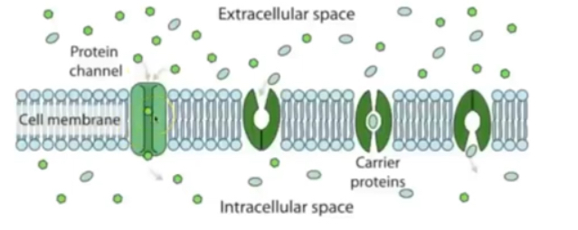 <p>Passive process, down concentration gradient through proteins </p><p>Movement of ions and polar molecules transported across membranes using protein channel / carrier proteins </p>