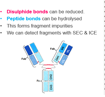 <p>Fragment impurities can be detected using analytical techniques such as:</p><ul><li><p><strong>Size Exclusion Chromatography (SEC):</strong> separates fragments based on size</p></li><li><p><strong>Ion-Exchange Chromatography (ICE):</strong> separates fragments based on charge differences<br>These methods help ensure the protein remains <strong>intact and functional</strong> in the final product.</p></li></ul><p></p>