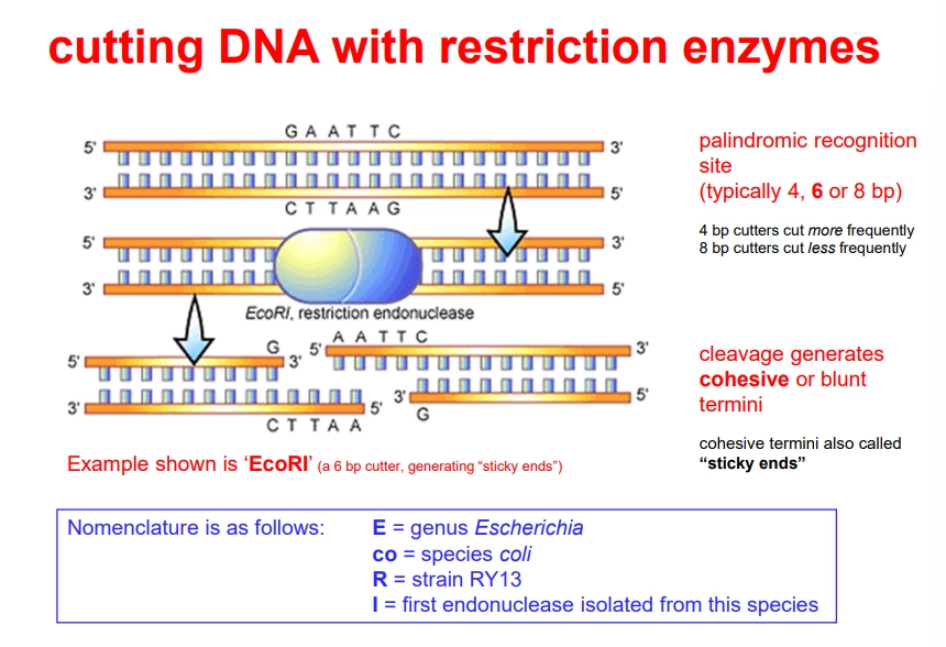 <ul><li><p>DNA can be cut using <strong>restriction endonuclease </strong>enzymes</p></li><li><p>these cut at <strong>palindromic </strong>recognition sites that are 4, 6 or 8 base pairs long</p></li><li><p>this can result in <strong>blunt </strong>or <strong>cohesive</strong>/sticky ends</p></li><li><p>eg. EcoRI</p></li><li><p>two DNA molecules with complementary sticky ends can be joined back together </p></li><li><p>the bases will form hydrogen bonds with each other, and then <strong>DNA ligase</strong> can be used to catalyse the phosphodiester bond formation</p></li></ul><p></p>