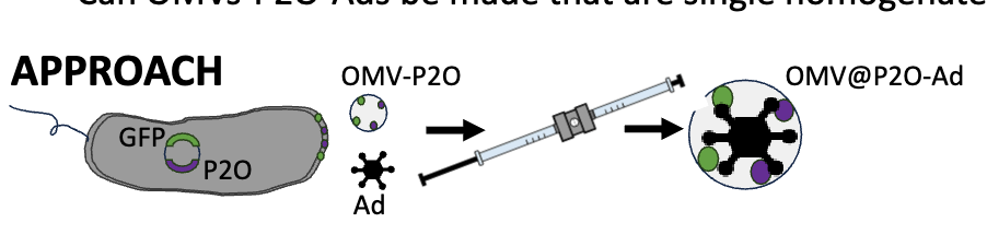 <p>co-express GFP & P2O on same plasmid → perform extrusion on OMV-P2O-GFP with Ad → should have OMV-P2O-Ad</p><ul><li><p>use confocal laser microscopy to look fro DNA (Ad), and GFP (OMVs)</p></li><li><p>use TEM</p></li><li><p>dynamic light scattering to see size</p></li></ul><p></p>