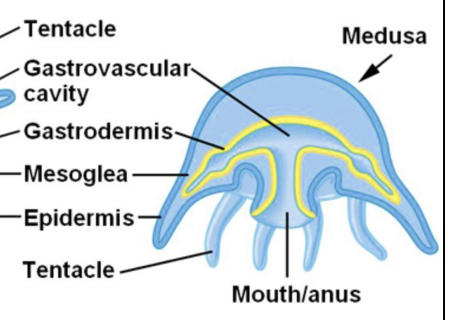 <p>medusa </p>