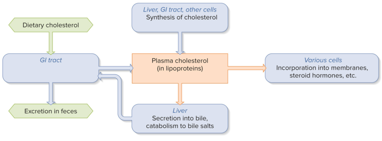 <ul><li><p>Functions: to make steroid hormones; major parts of the cell membrane are made of phospholipids, but also cholesterol </p></li><li><p>Is added to the bile in our liver ( added by hepatocytes) </p></li><li><p>Two sources: eating it or synthesizing it in the liver or small intestine </p></li><li><p>some is excreted </p></li></ul><p></p>