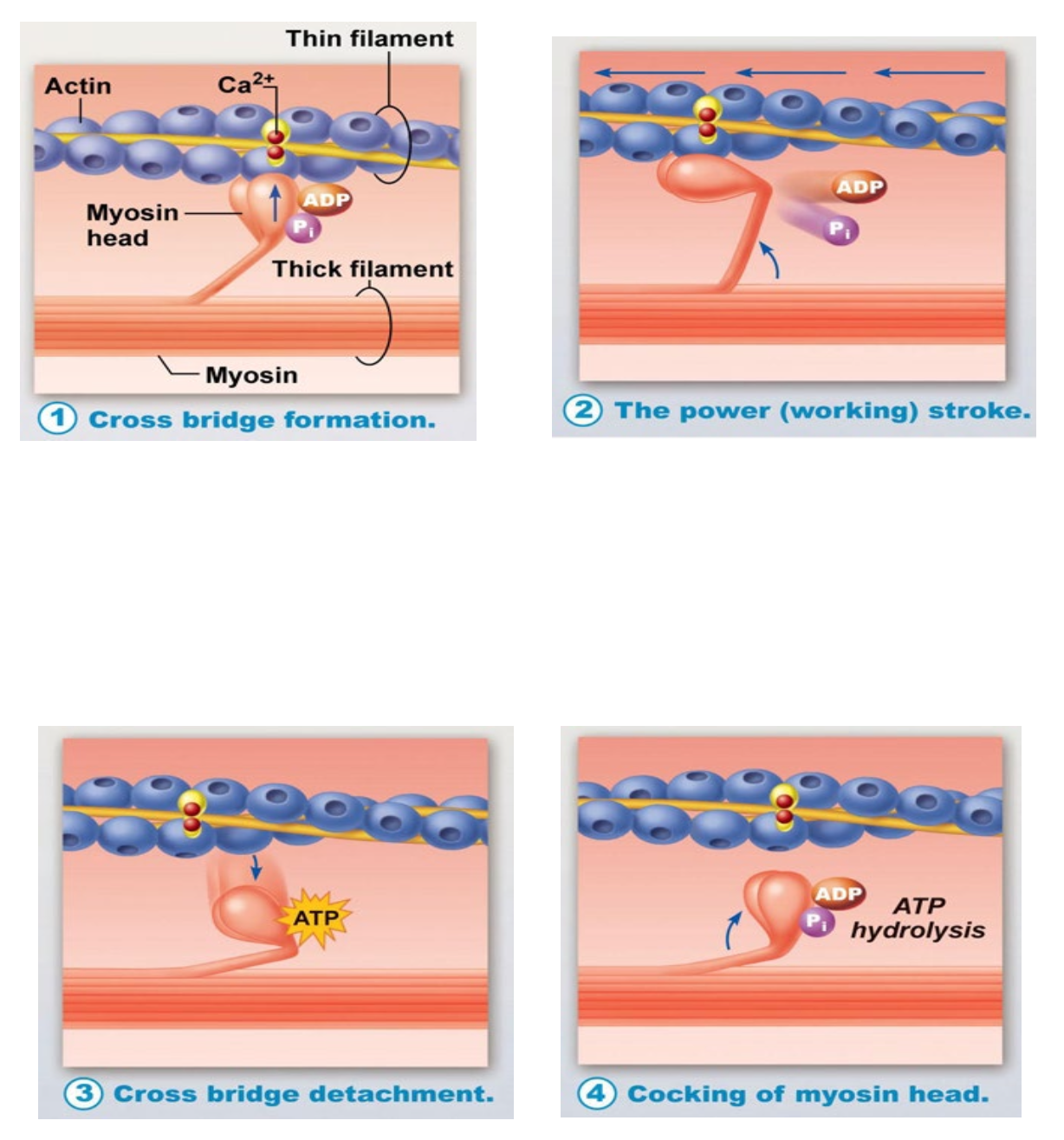 <ol><li><p>Bind</p><ol><li><p>Calcium causes troponin to move tropomyosin so that myosin can attach</p></li></ol></li><li><p>Powerstroke</p><ol><li><p>ADP and P released, as head of myosin pushes/pulls</p></li></ol></li><li><p>Release</p><ol><li><p>Attachment of ATP causes myosin head to release</p></li><li><p>No release = rigor mortis = no ATP</p></li></ol></li><li><p>Reset</p><ol><li><p>Calcium go back to sarcoplasmic reticulum - ATP turns into ADP and P</p></li></ol></li></ol><p></p>